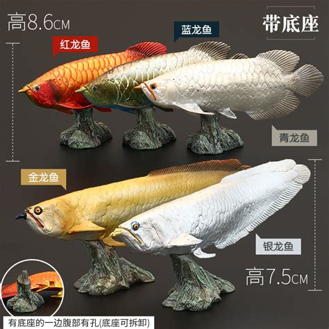 自來雀風水 金龍魚屬